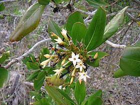 Casasia clusiifolia