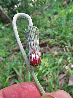 Characteristic nodding inflorescence of Chaptalia nutans