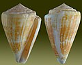 Conus lischkeanus Weinkauff, H.C., 1875