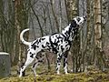 Dalmatian