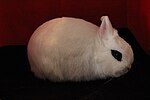 Šķirne "Dwarf Hotot"