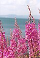 Epilobium angustifolium