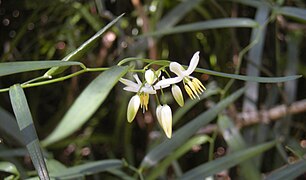 Geitonoplesium cymosum