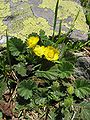 Geum montanum