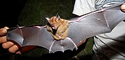 Brown bat