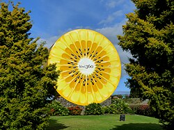 The Kiwi360 kiwifruit in Te Puke