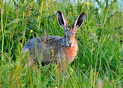 Rusakko (Lepus europaeus)