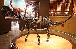 A Camarasaurus felállított csontvázának másolata a Jurassic Museum of Asturias gyűjteményében