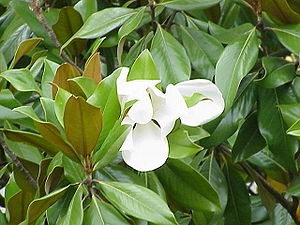 Magnolia lorandia (Magnolia grandiflora)