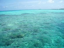 Maldives-reefs.jpg