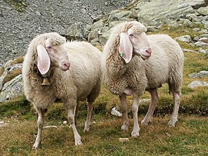 Tau sjep (Ovis gmelini aries) üüb en beragfään uun a Alpen