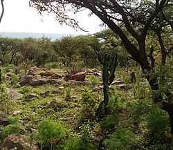 Vegetation regrowth (exclosure) in Sesemat