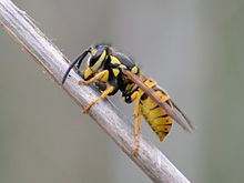 Photographie d'une guêpe sur une brindille.