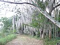 Image 28Laguna de Sonso tropical dry forest in Northern Andes (from Andes)