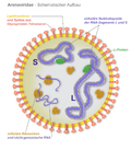 Thumbnail for Argentine hemorrhagic fever