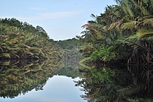 Berbak National Park 2012.jpg