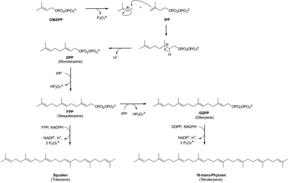 Terpenbiosynthese inklusive dem Mechanismus der Kopf-Schwanz-Verknüpfung