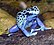 Blue oison dart frog