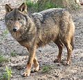 Serigala (Canis lupus)