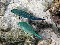 Chromis atripectoralis