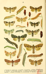 Apamea lateritia – Raupe