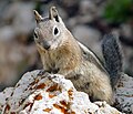 Image 15 Golden-mantled Ground Squirrel Photo credit: Eborutta The Golden-mantled Ground Squirrel (Spermophilus lateralis) is a species of squirrel native throughout North America and can be found in a wide variety of forest habitats as well as rocky meadows, and even sagebrush flats. It can be identified by its chipmunk-like stripes and coloration, but unlike chipmunks, it lacks any facial stripes. More selected pictures