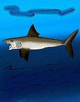 Helicoprion bessonovi