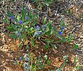 Anchusa aggregata