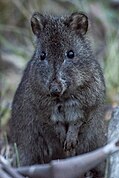 Gray potoroo