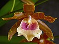 Miltonia leucoglossa