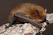 Brown bat