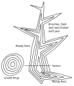 Tree secondary growth diagram