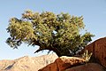 Alter Arganbaum im Antiatlas-Gebirge bei Agrd Odad, Marokko