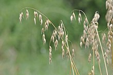 Avena-sativa-Ruedershausen.jpg