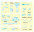 Thumbnail for Bacterial cellular morphologies