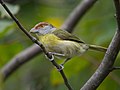 Individual from Goiânia, Brazil