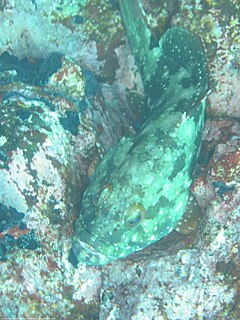 Description de l'image Epinephelus labriformis.jpg.