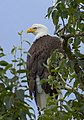 Le pygargue à tête blanche est l'oiseau national des États-Unis.