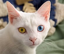 Cat with different eyes colour