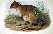 Brown hare-wallaby