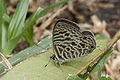 Leptotes babaulti