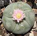 Lophophora williamsii, pětižeberná forma zvaná pentagona