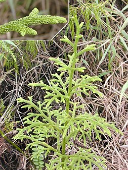 Lycopodiella cernua.