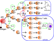 Lymphocyte activation (more detailed)