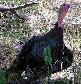 In kalkoen (Meleagris gallopavo).