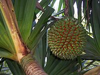 Vrucht van Pandanus utilis