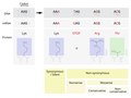 Image 23Point mutations classified by impact on protein (from Mutation)