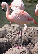 flamenco, cuyas plumas contienen astaxantina.