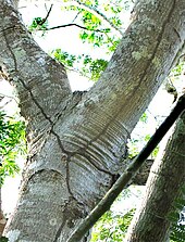 Photo taken upwards from ground level of shelter tubes going up the shaded side of a tree. Where the main trunk of the tree divides into separate major branches, the shelter tube also branches. Although the nests are not visible in this photo, the branches of the shelter tube presumably lead up to polycalic sister colonies of the arboreal termites that built these tubes.