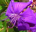 Tibouchina semidecandra.